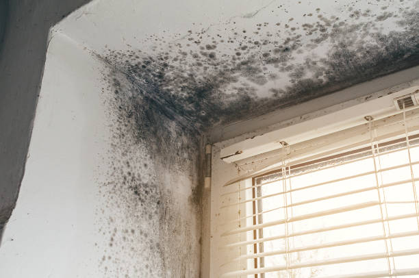 Affordable Mold Remediation solutions in Lafayette, OR
